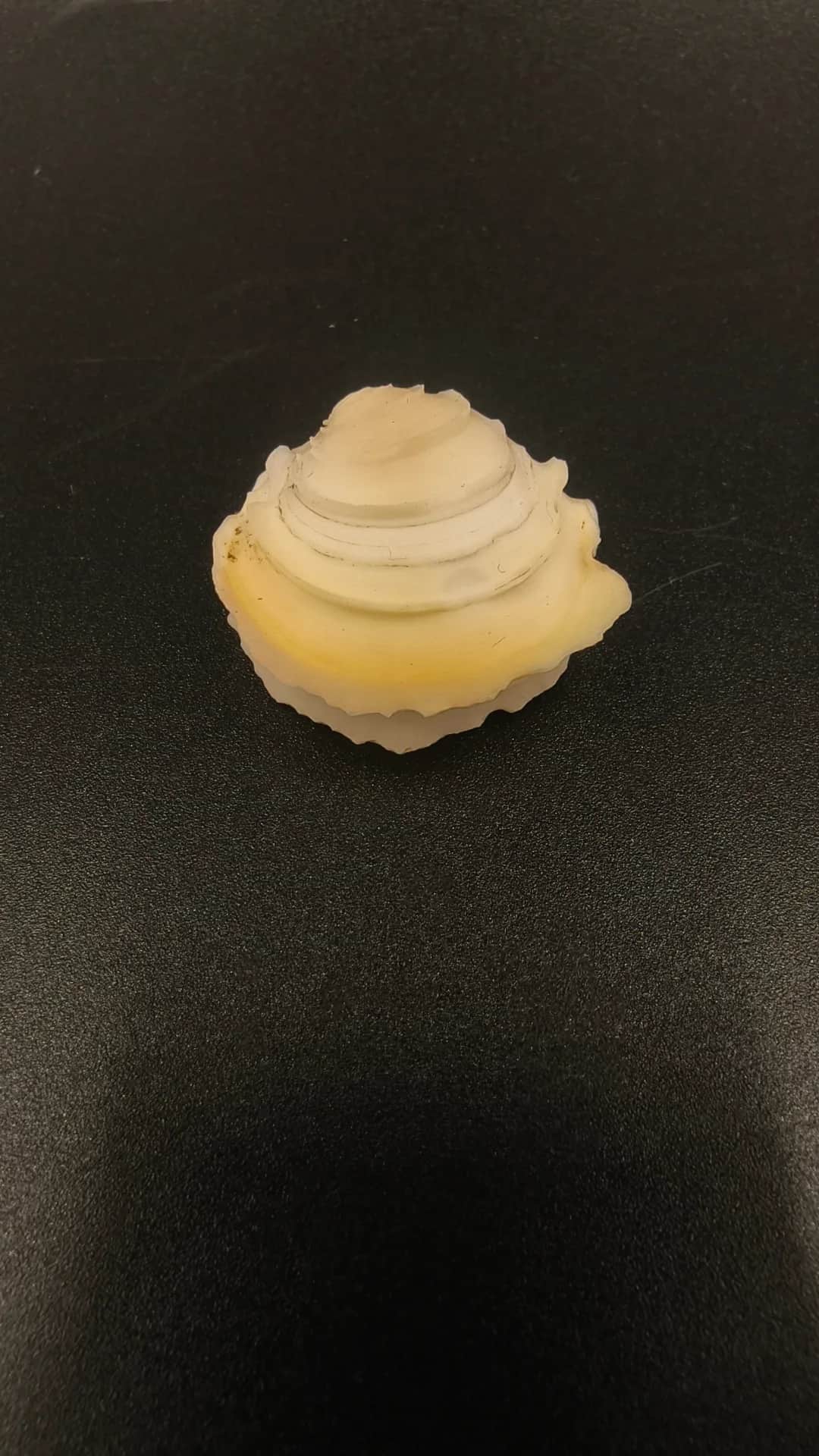 木彫蛋糕簾蛤