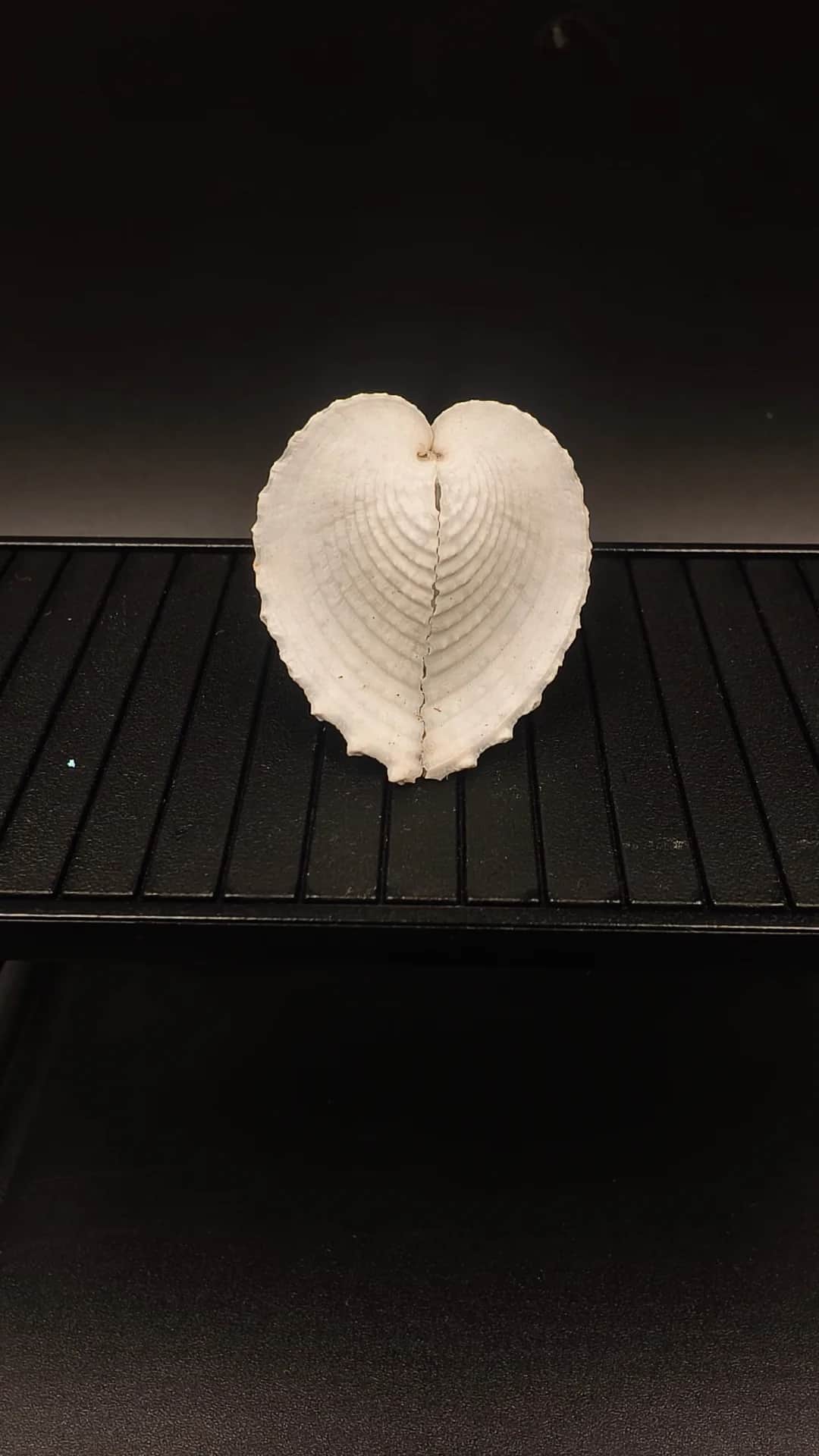 天然心型貝殼標本